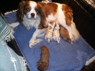 Jilly and her babies