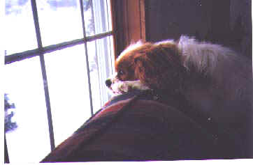 Joey at the window.