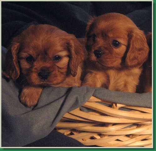 Ruby Pups