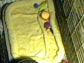 Litter born 8/12/2009