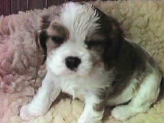 Dottie
