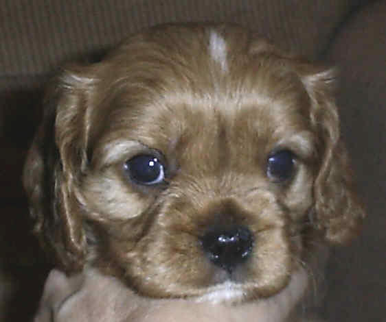 Baby Sedona