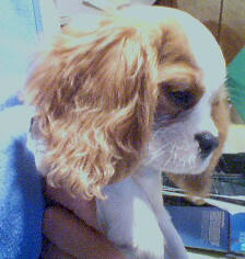 Hanna as a puppy