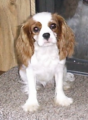 Spice 8 months